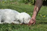 LAGOTTO CAVAGE 037